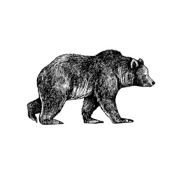 .Big brown bear or Grizzly. Hand drawn vector illustration. Vintage image of a wild animal.