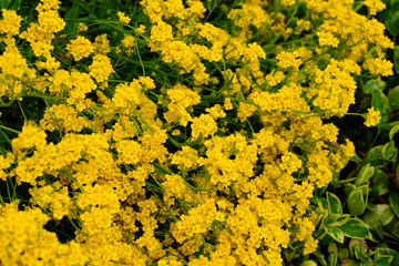 Smagliczka skalna wiosenne żółte kwiaty na skalniak  - obrazy, fototapety, plakaty