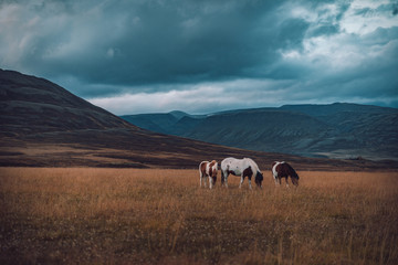 Fototapeta na wymiar family or horses in iceland