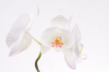 Inflorescence of a white orchid on a yellow background