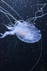 Beautiful illuminated jellyfish at aquarium in Berlin