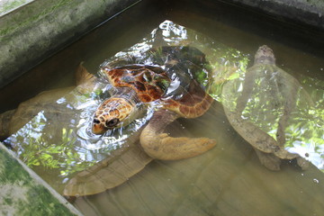 turtle in the pond