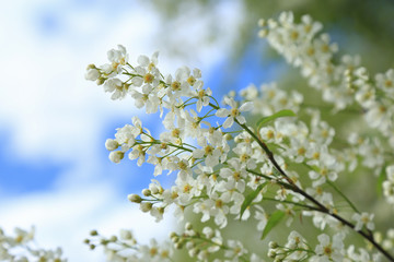 Bird-cherry tree aganst blue sky