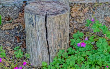 Vecchio tronco secco