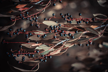 Small black berries on a wild bush in the autumn forest