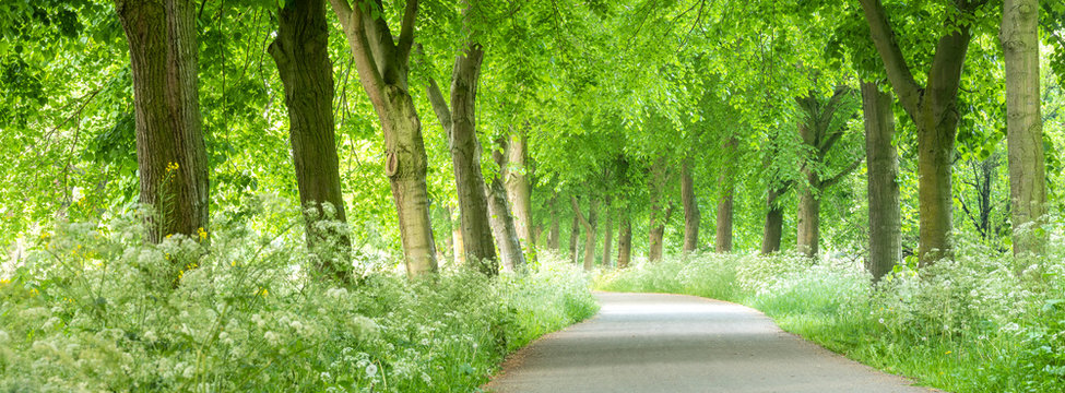 bicycle track in the netherlands with ragwort and fresh leaves on trees