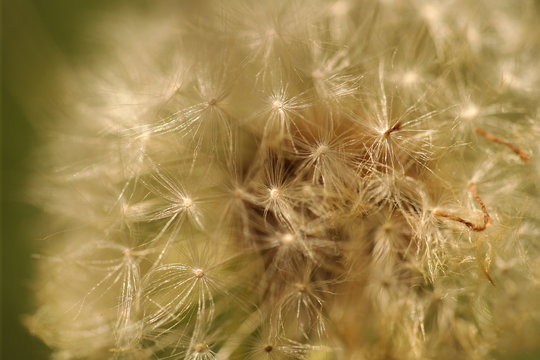 close up dandelion seeds 