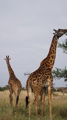 giraffe in africa