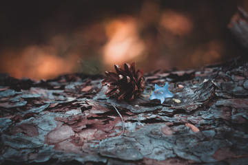 pine cone and blue flower on a fallen pine tree