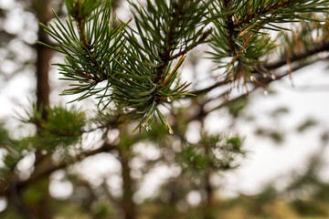 White sea. Spring. Pine trees against the background of the sea and melting snow.