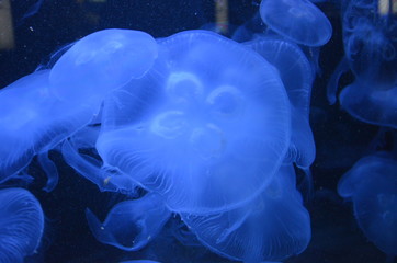 Beautiful illuminated jellyfish at aquarium in Berlin