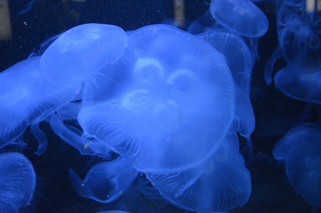 Fototapeta premium Beautiful illuminated jellyfish at aquarium in Berlin