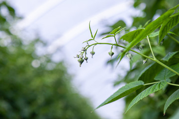 Naklejka premium Greenhouse with young raspberry bushes