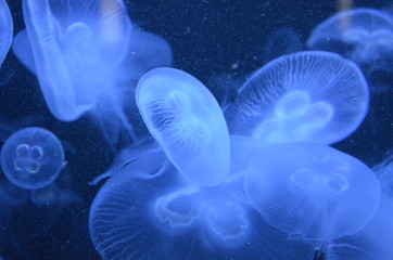 Beautiful illuminated jellyfish at aquarium in Berlin