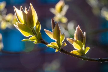 Swollen buds, first shoots, leaves and flowers in city parks and squares during the spring awakening.