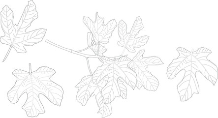 Fig leaf on a branch vector outline drawing