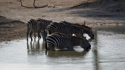 Fototapeta na wymiar zebras and wildebeest in serengeti tanzania africa