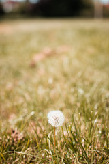 Individual dandy lion in a park field on a sunny day.