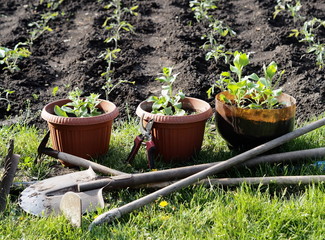 Gardening in spring with garden tools, copy space