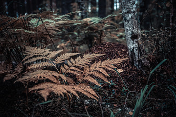 Fern leaves near the trees