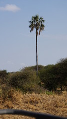 lonely palmtree