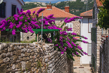 Empty street with big flowering tree in Rab town on the island Rab in Croatia