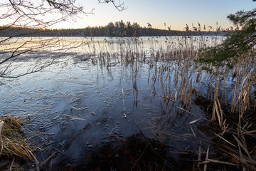 reflection of trees in water