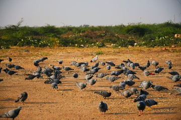 Domestic pigeons / feral pigeon (Gujarat - India) flock in flight against blue Sky, Flying and Eating Pigeon/ Birds