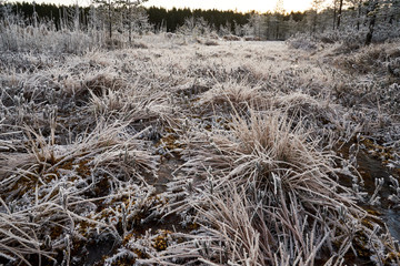 dry grass in winter