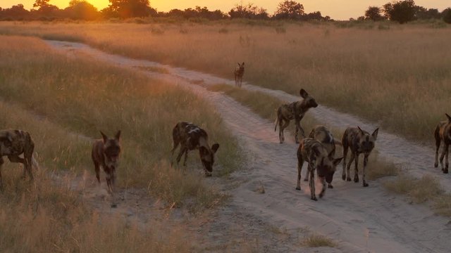 African Wild Dog pack plays on sandy road in golden evening sunlight
