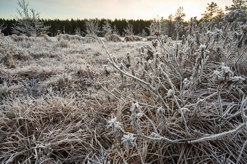 Obraz premium dry grass in the snow