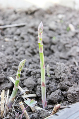 Asparagus sprouts in the garden