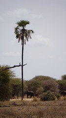 elephants in tanzania