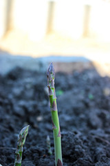 Asparagus sprouts in the garden