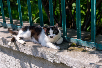 stray cat outdoors