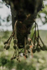 olives on tree