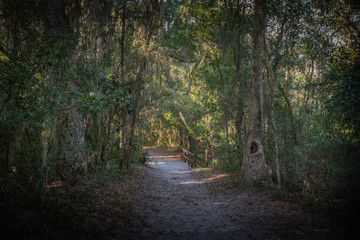 Naklejka premium Winter Floridian Landscape