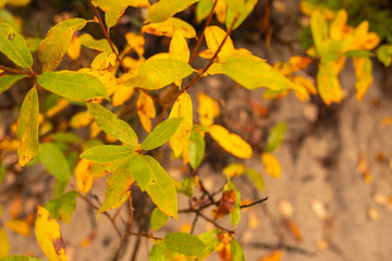 Yagry in Severodvinsk. Unique pine forest. white sea coast. sea tide