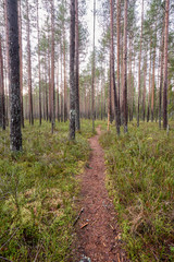 footpath in the woods