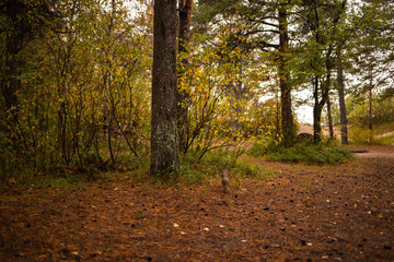 Squirrel in a forest clearing. Feeding from your hand. Curious