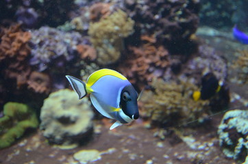 Fototapeta na wymiar Tropical fish in aquarium, Berlin