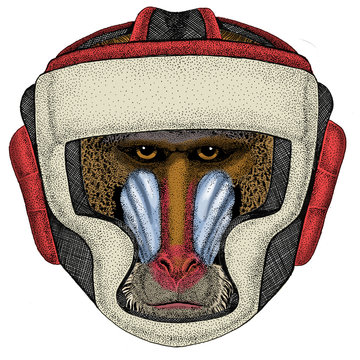 Baboon, monkey, ape. Head, portrait of animal. Boxing helmet.