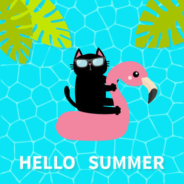 Hello Summer. Swimming pool water. Black cat floating on white flamingo pool float water circle. Top air view. Sunglasses. Lifebuoy. Palm tree leaf. Cute cartoon relaxing character. Flat design.