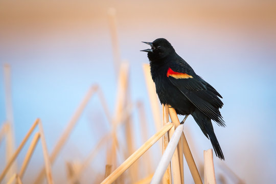 Red-Winged Blackbird calling while perched on bent marsh grass with muted warm and cool tones in background.