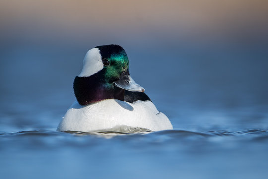 Water level portrait of Bufflehead drake portrait with iridescent colors on head and soft blue water