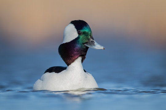 Water level portrait of Bufflehead drake with stretched neck displaying his iridescent colored head with soft blue and warm tones in background