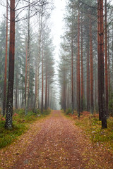 Fototapeta premium path in the foggy forest