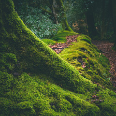Mossy treetrunk in a woodland scene