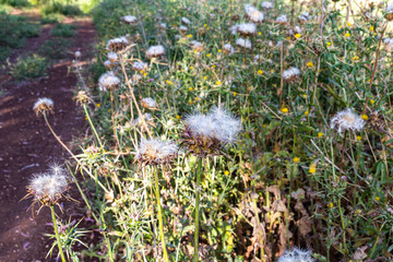 The thistle  is prickly, or acanthus - Cárduus acanthoídes - grows on the Golan Heights in northern Israel