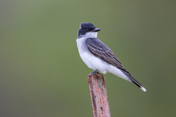 Backlit portrait of Eastern Kingbird looking over his shoulder on metal fence post with soft green background